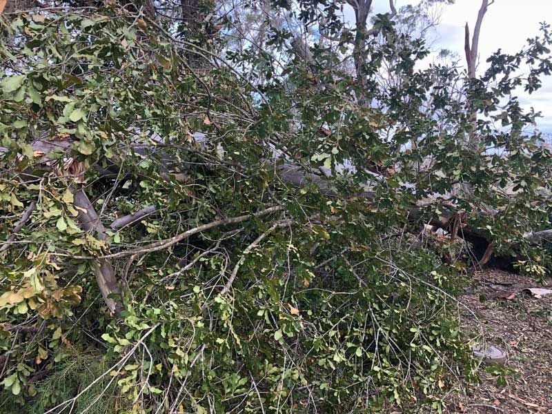 A Pile of Branches and Leaves Laying on the Ground — Active Tree Fellas in Burrum Heads, QLD