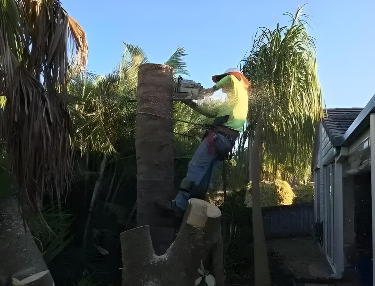 A Man is Cutting a Tree Trunk With a Chainsaw — Active Tree Fellas in Torbanlea, QLD