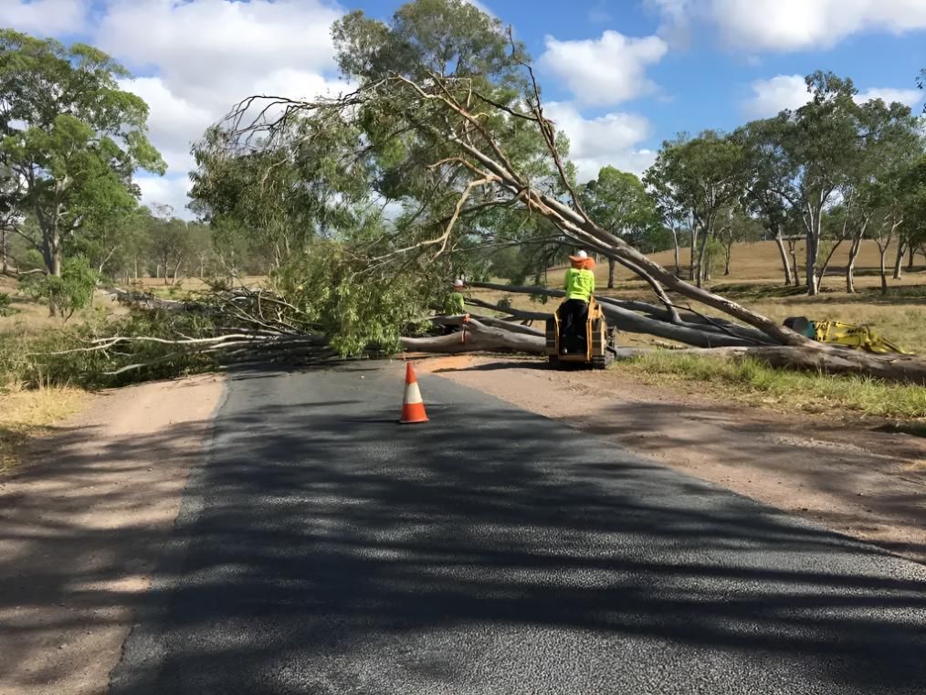 A Man is Standing Next to a Fallen Tree on the Side of a Road — Active Tree Fellas in Torbanlea, QLD