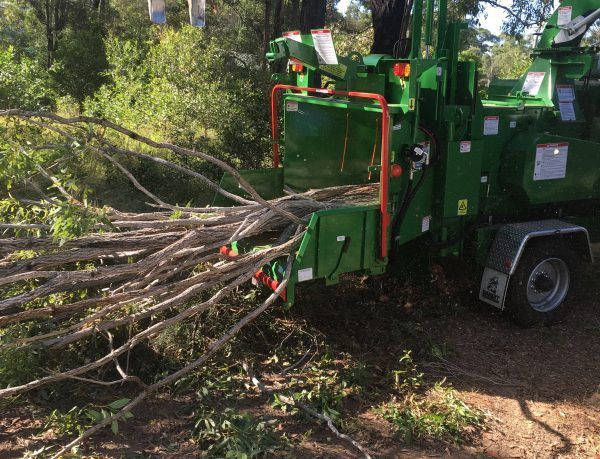 Trees Being Processed Into Forest Mulch — Active Tree Fellas in River Heads, QLD