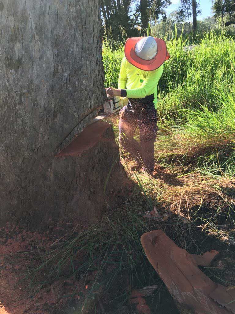 Arborist Cutting Big Tree — Active Tree Fellas in River Heads, QLD