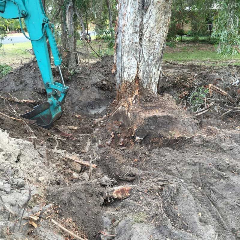 Stump of Tree Being Removed — Active Tree Fellas in River Heads, QLD