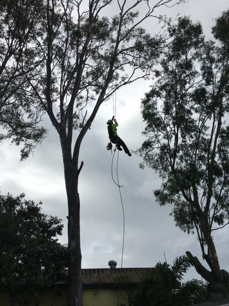 Arborist Hanging on the Wire — Active Tree Fellas in River Heads, QLD