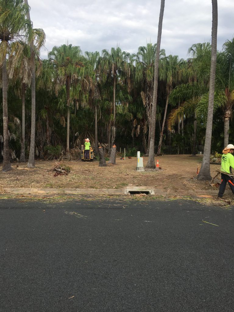 Chopped Trees by Arborist — Active Tree Fellas in River Heads, QLD