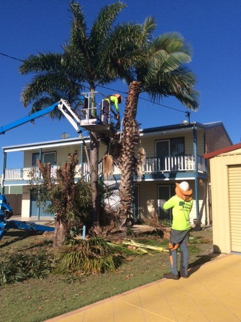 Two Arborist Cutting Palm Tree — Active Tree Fellas in River Heads, QLD