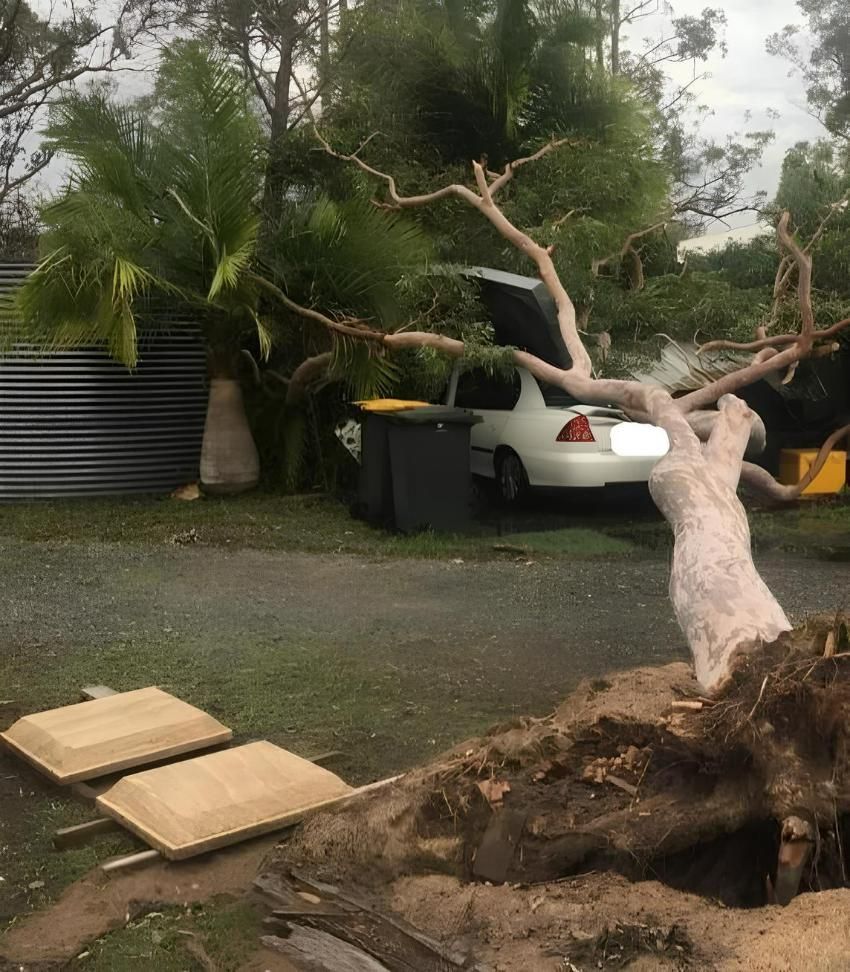 Tree Fell Down to Car — Active Tree Fellas in Burrum Heads, QLD