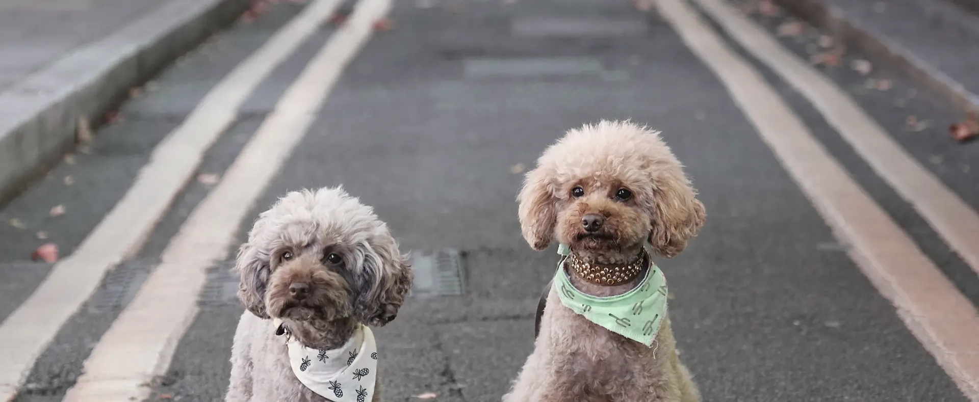 Two small dogs are sitting on the side of a road.