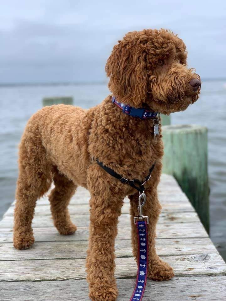 Brown curly dog standing on a dock by the water, wearing a blue collar and leash.