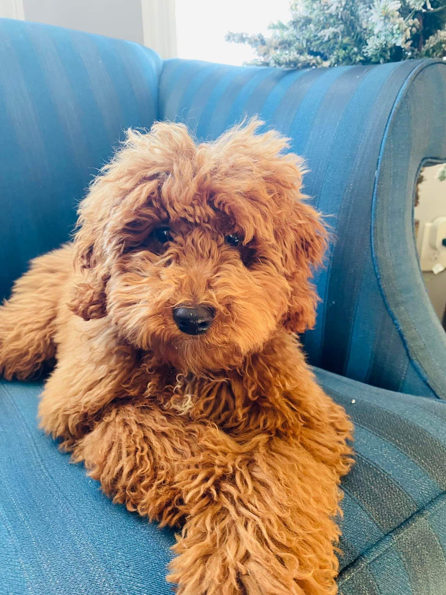 Small curly brown dog resting on a blue couch, looking at the camera.