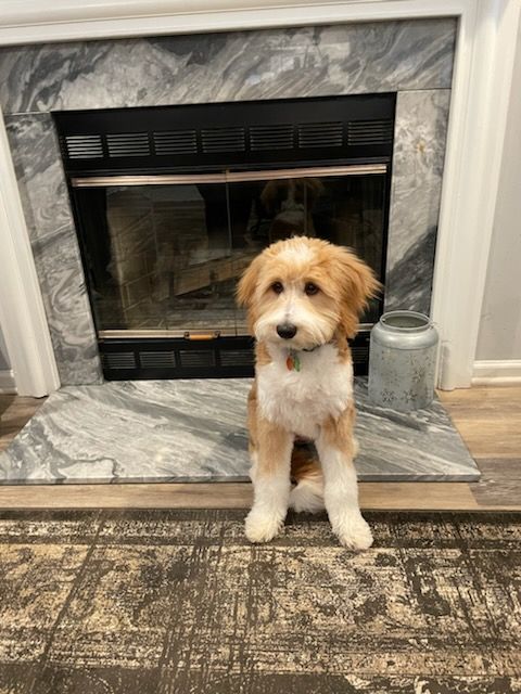 Small white-and-tan dog sitting on a rug in front of a marble fireplace.