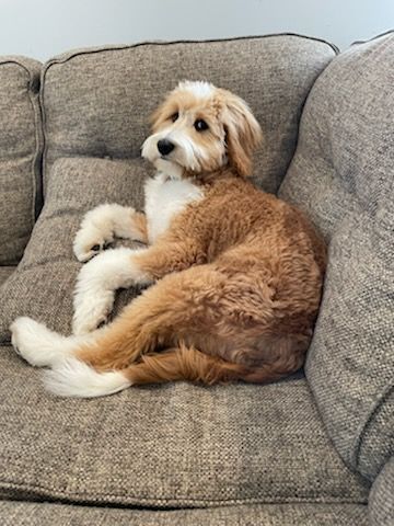 Brown-and-white fluffy dog lounging on a gray couch, looking at the camera.