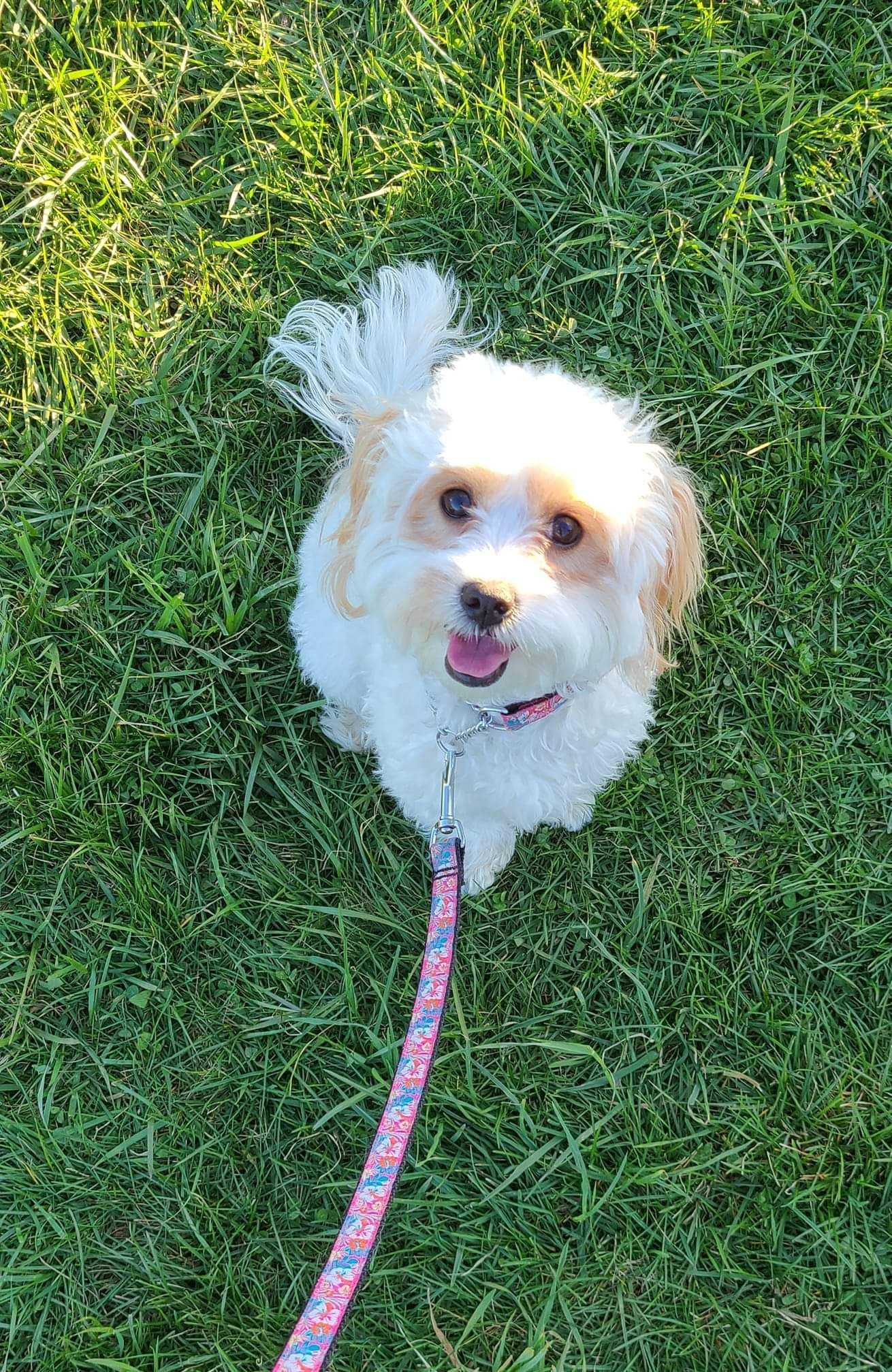 Small white fluffy dog on green grass, looking up with a pink leash attached