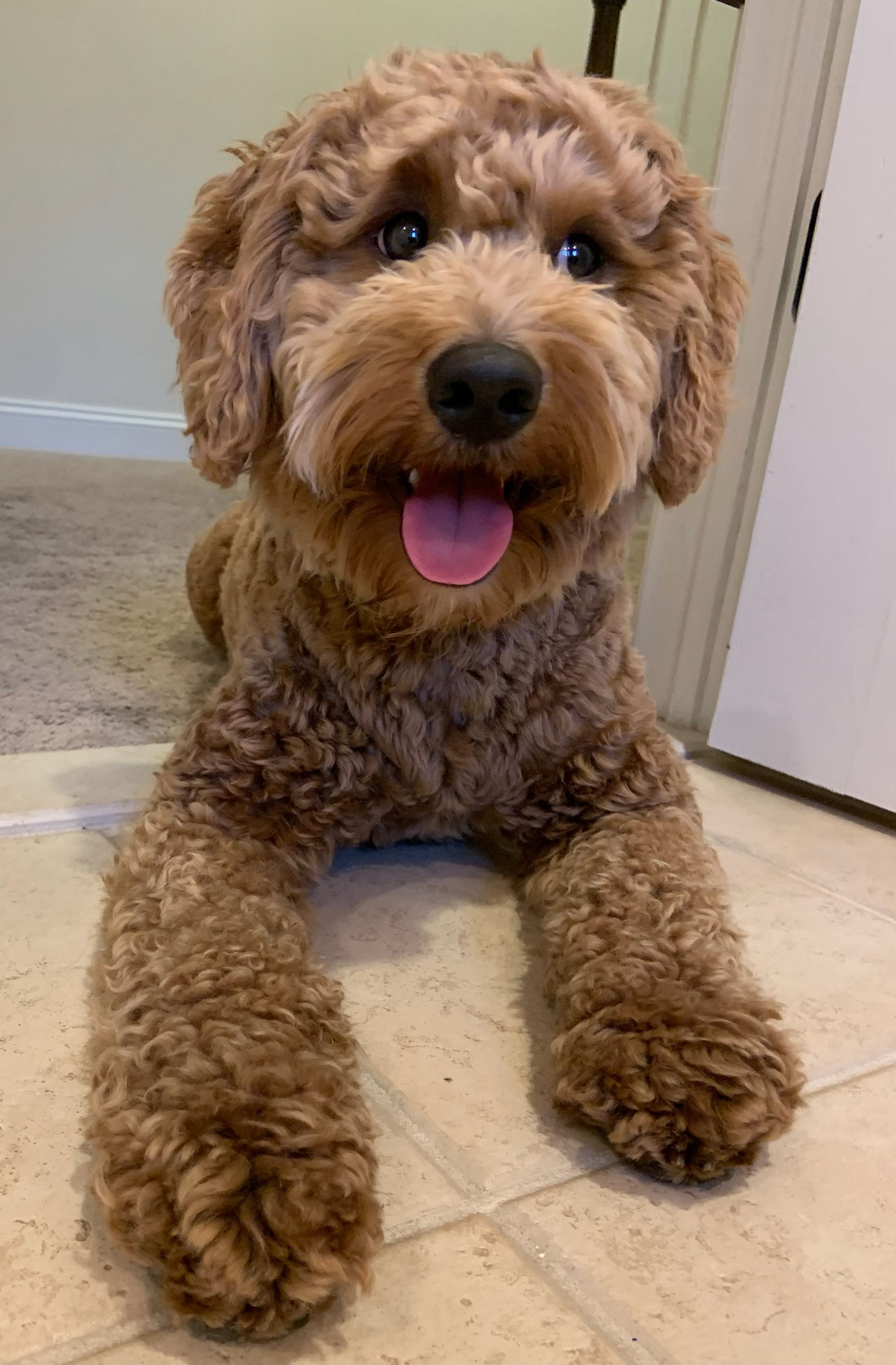 Curly brown dog lying on a tile floor, panting with tongue out, looking at the camera.