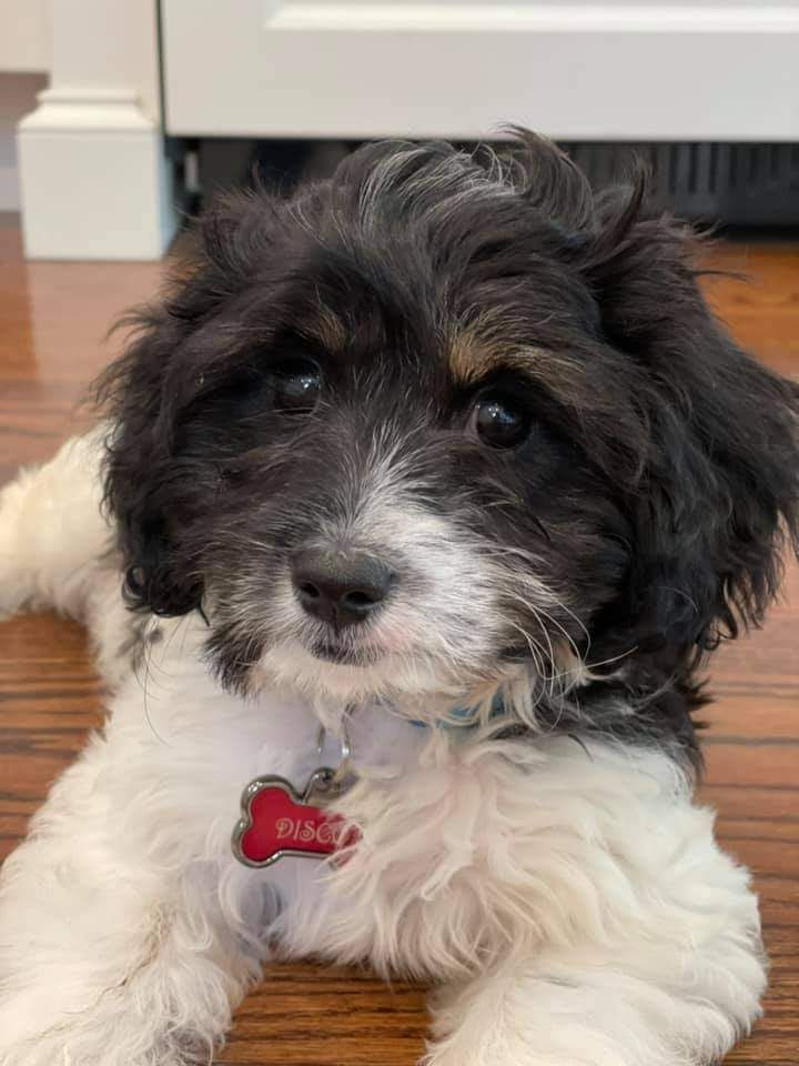 Small black-and-white puppy with a red name tag, looking at the camera indoors