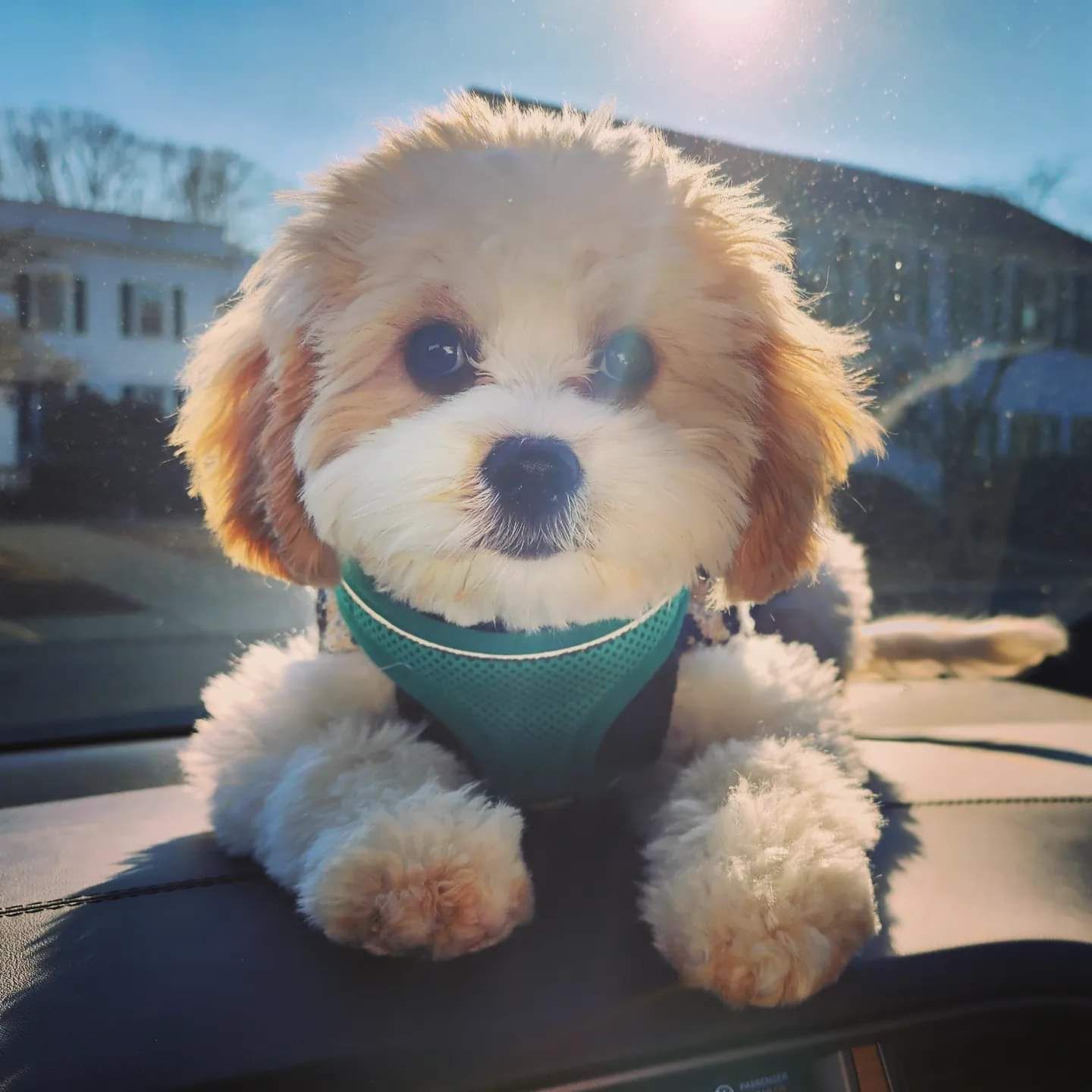 Fluffy tan puppy in a teal harness sitting on a car dashboard with sunlight streaming through the windshield