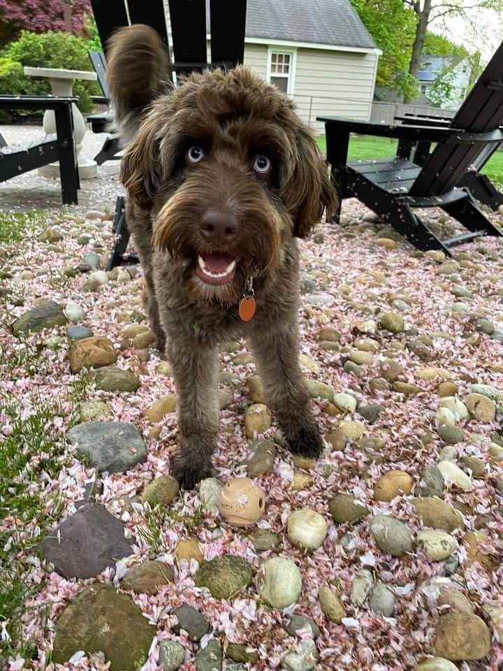 Brown curly dog standing on pebbled ground outdoors, looking at the camera with mouth open.