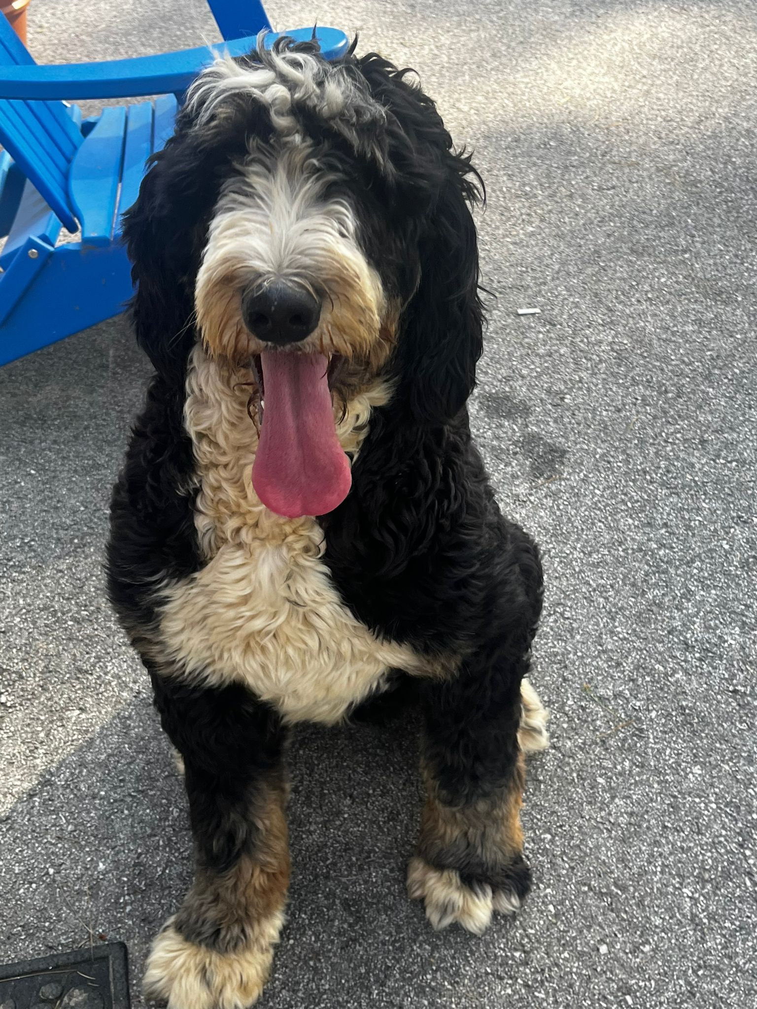 Black-and-white curly dog with tan paws sitting on pavement, tongue out and panting