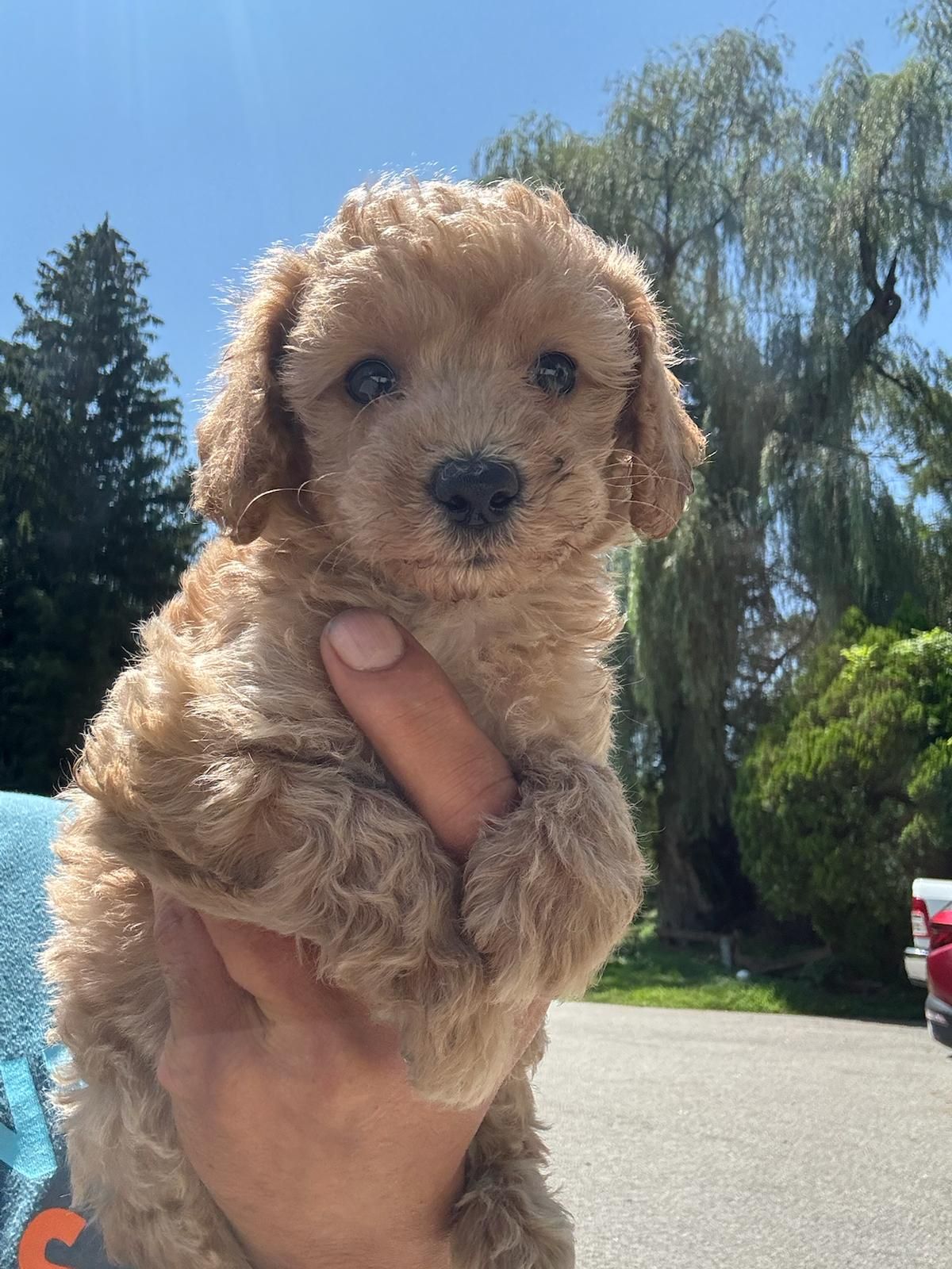 Small curly-haired tan puppy being held up outdoors on a sunny street with trees in the background