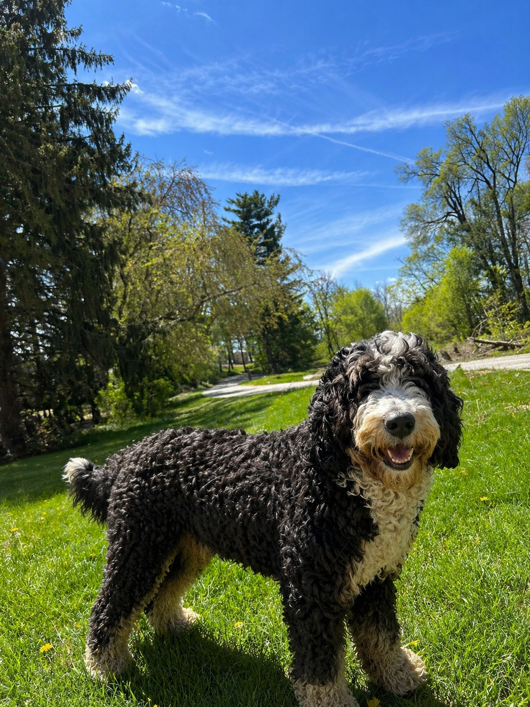 Curly black and white dog standing on a sunny grassy path in a park under a blue sky