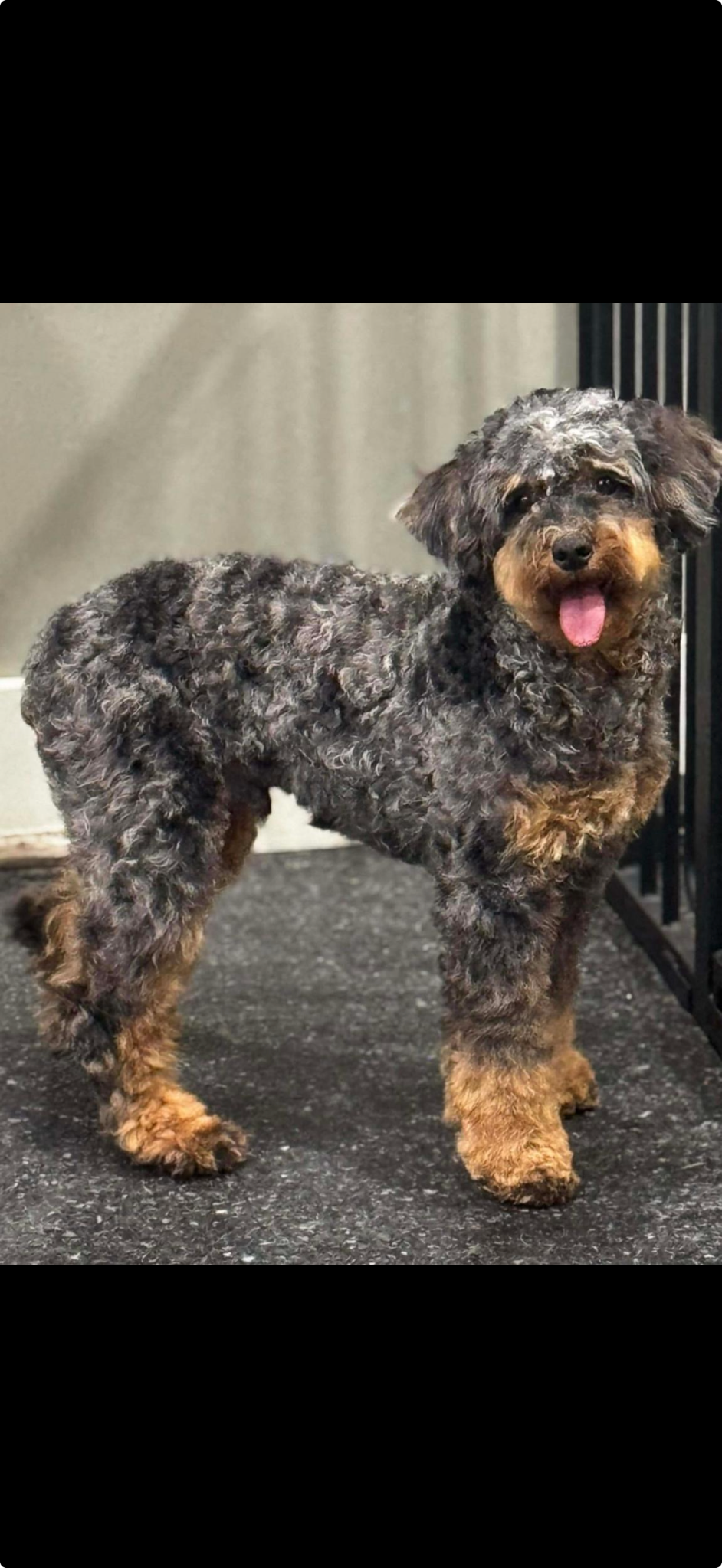 Curly black-and-tan dog standing indoors on a dark mat, looking at the camera with tongue out.