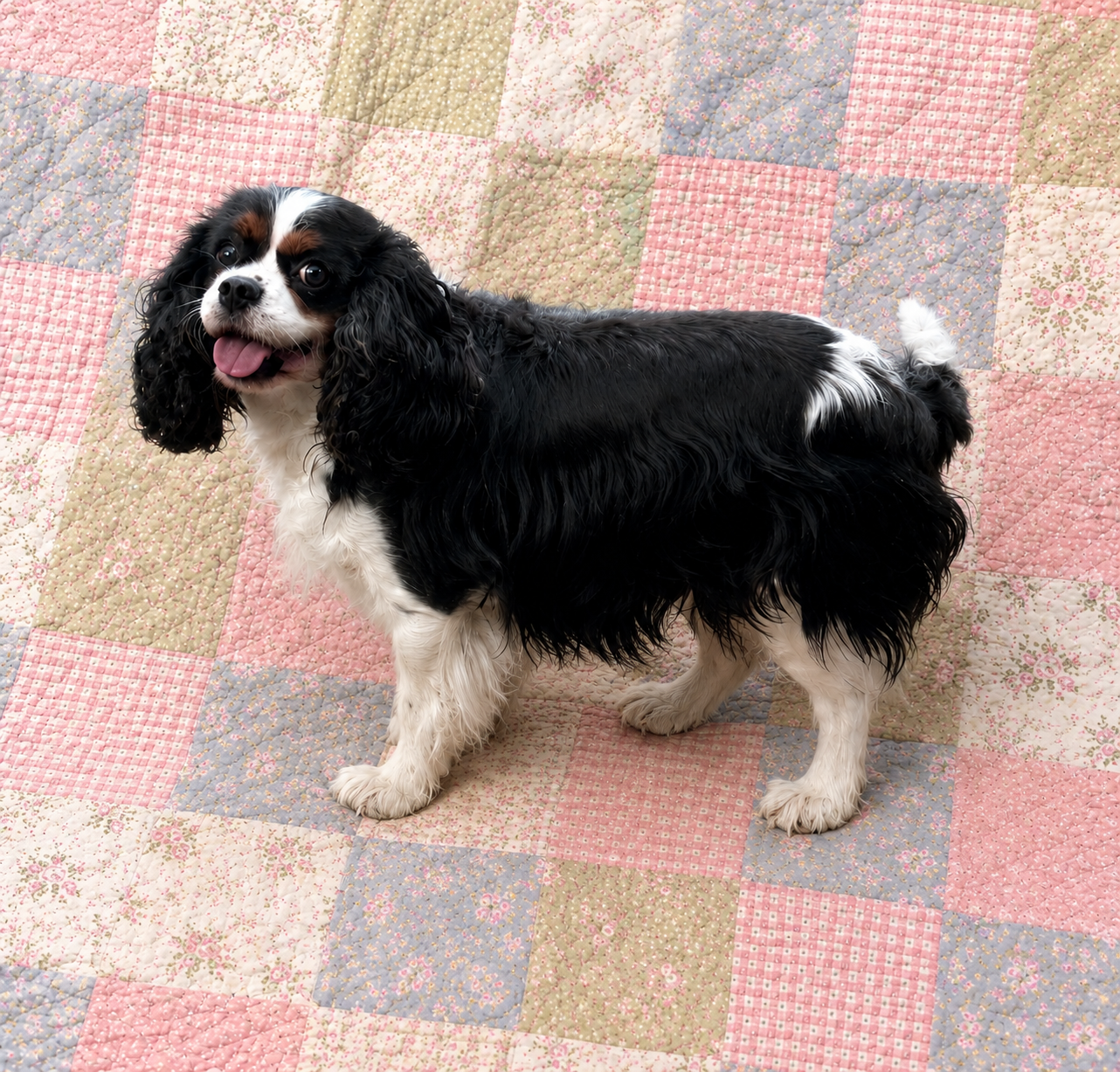 Black-and-white Cavalier King Charles Spaniel standing on a pastel patchwork rug, tongue out.