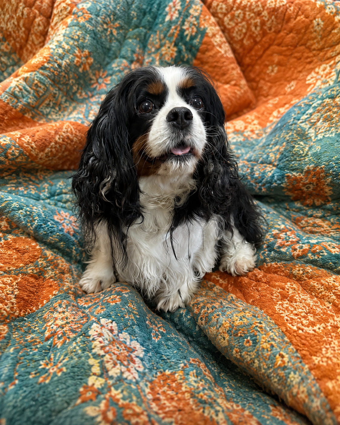 Black-and-white dog sitting on an orange and teal patterned blanket