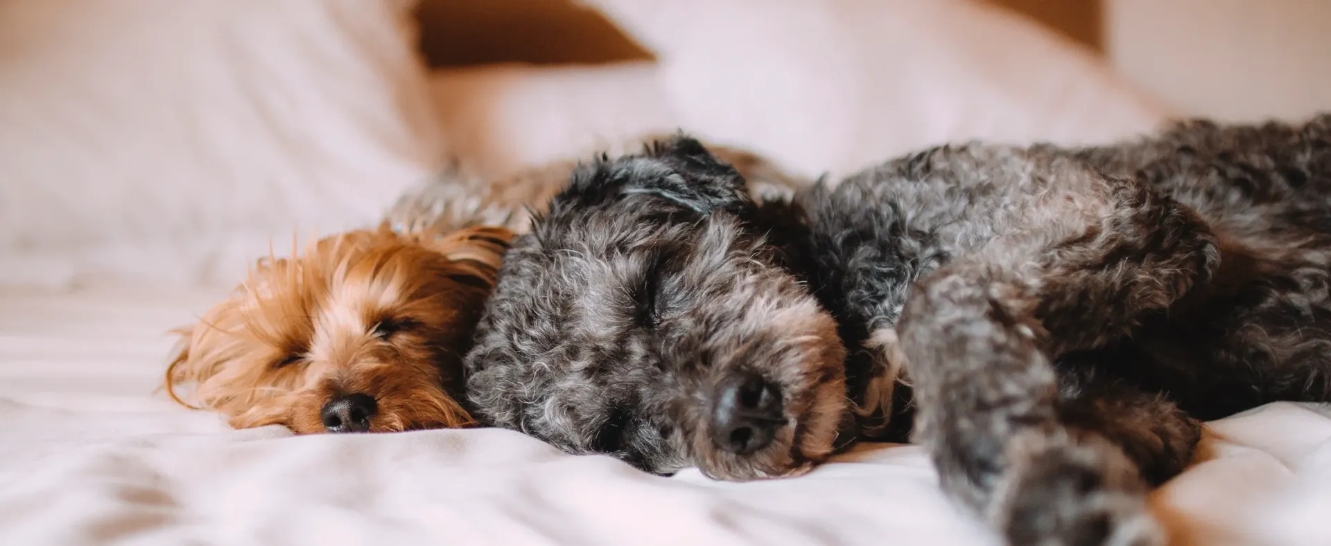 Two dogs are sleeping next to each other on a bed.