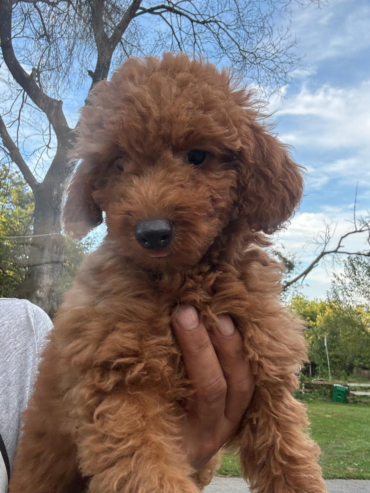 Small fluffy brown puppy being held outdoors with trees and blue sky in the background