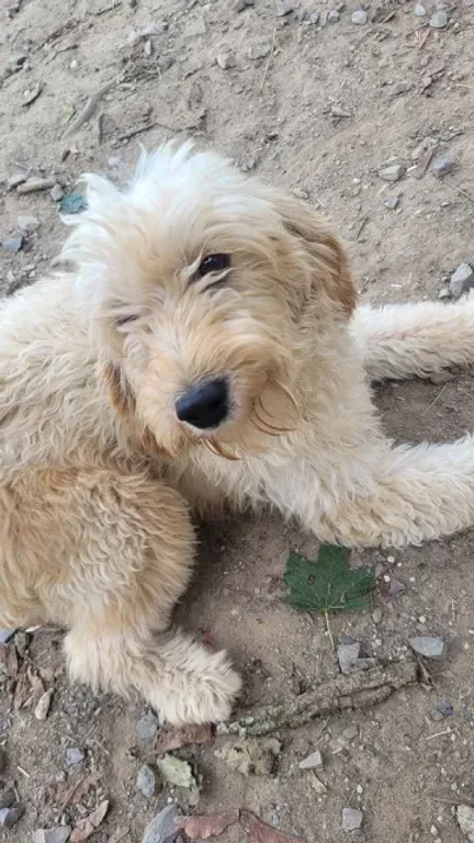 Cream-colored fluffy dog lying on dirt, looking at the camera with a calm expression.