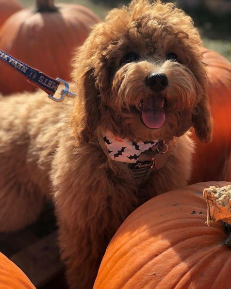 A small brown dog wearing a bat collar is standing next to pumpkins.