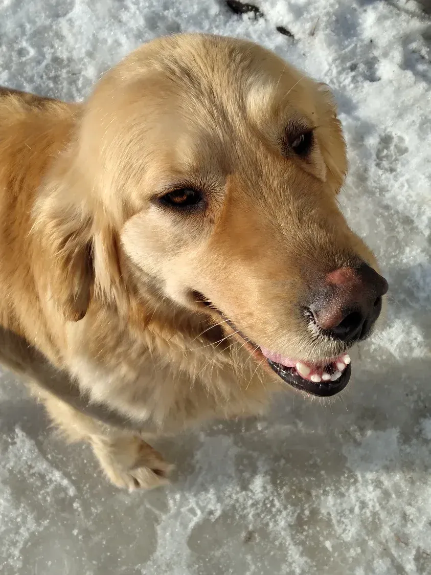 Golden retriever standing on snowy ground, looking up with mouth slightly open