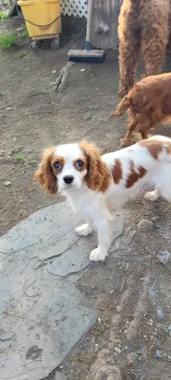 Small white-and-brown dog standing on a gravel path, looking at the camera.