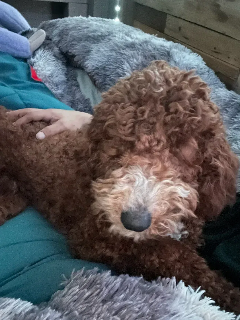 A person is petting a brown dog laying on a bed.