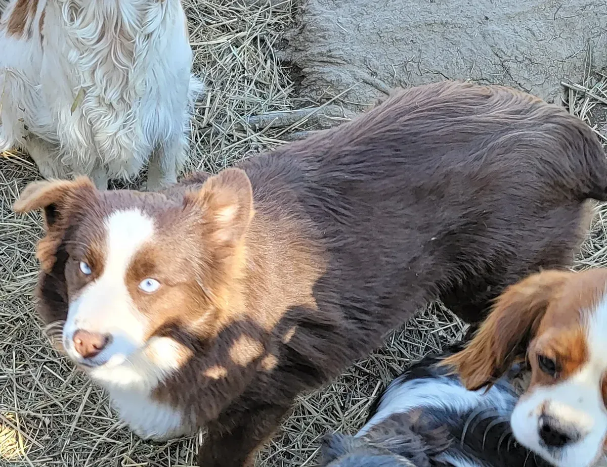 Three fluffy brown-and-white puppies standing on dry grass outdoors