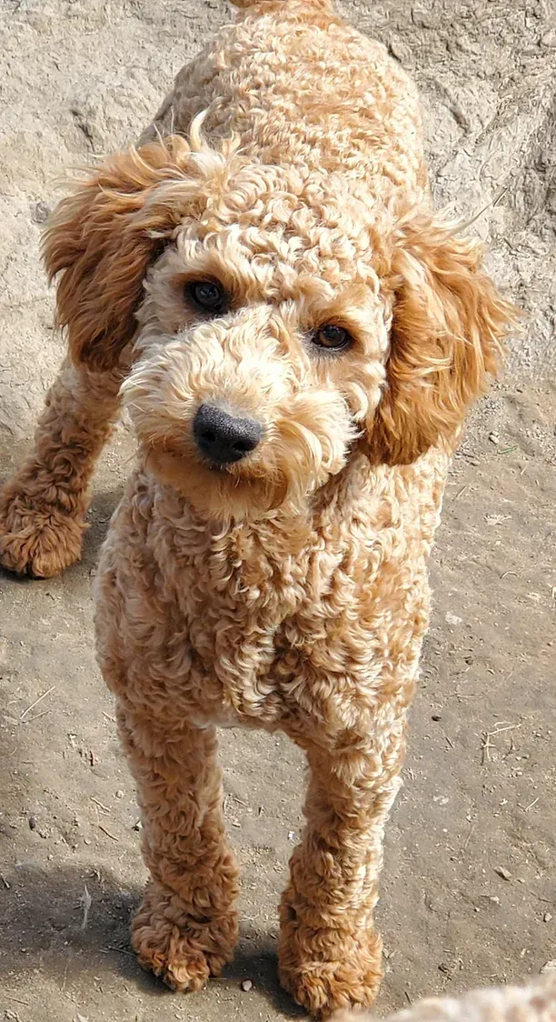 Curly tan poodle standing on a concrete surface, looking up at the camera.