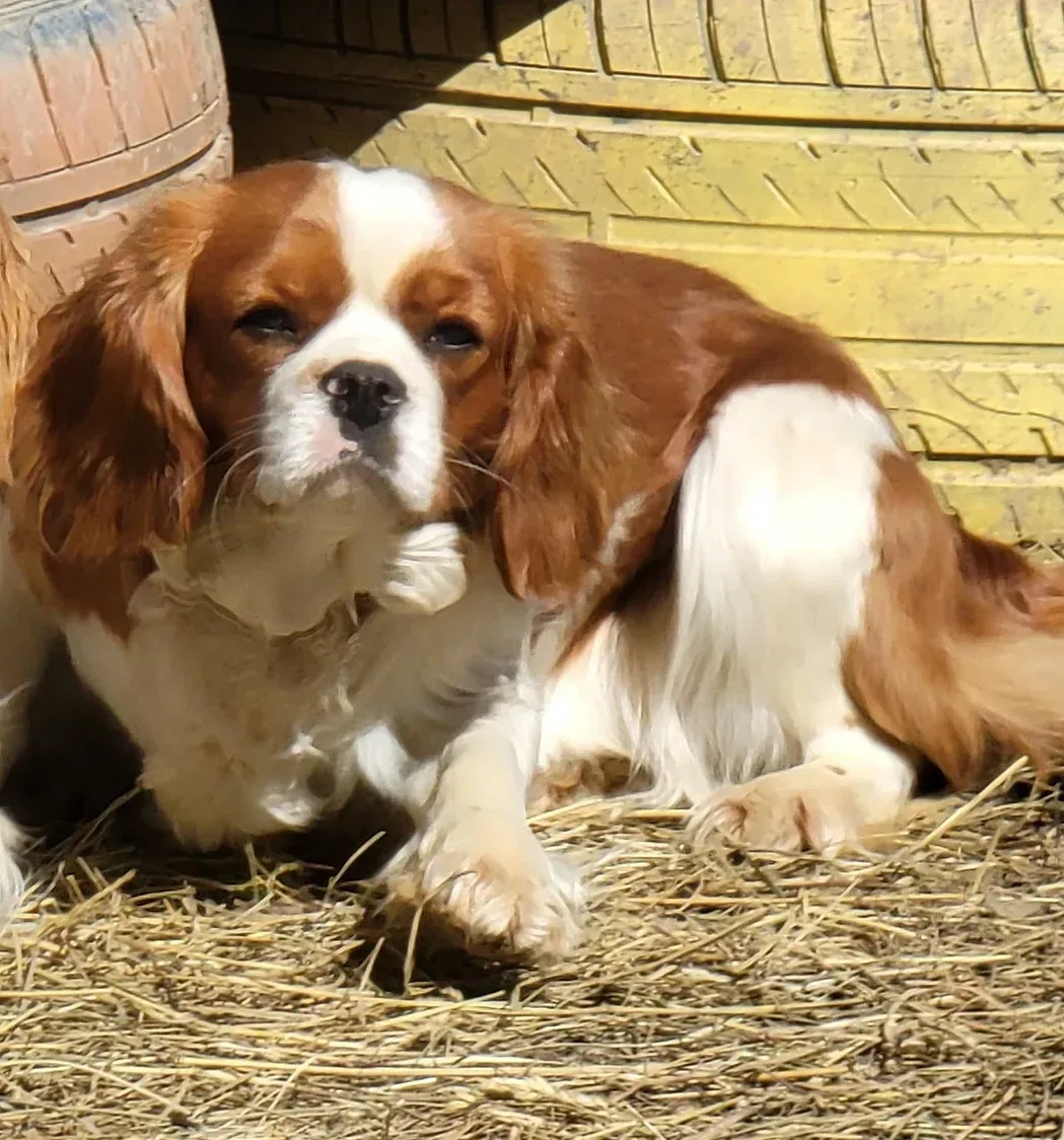 Small brown-and-white dog lying on straw in sunlight near a wooden barrel and fence