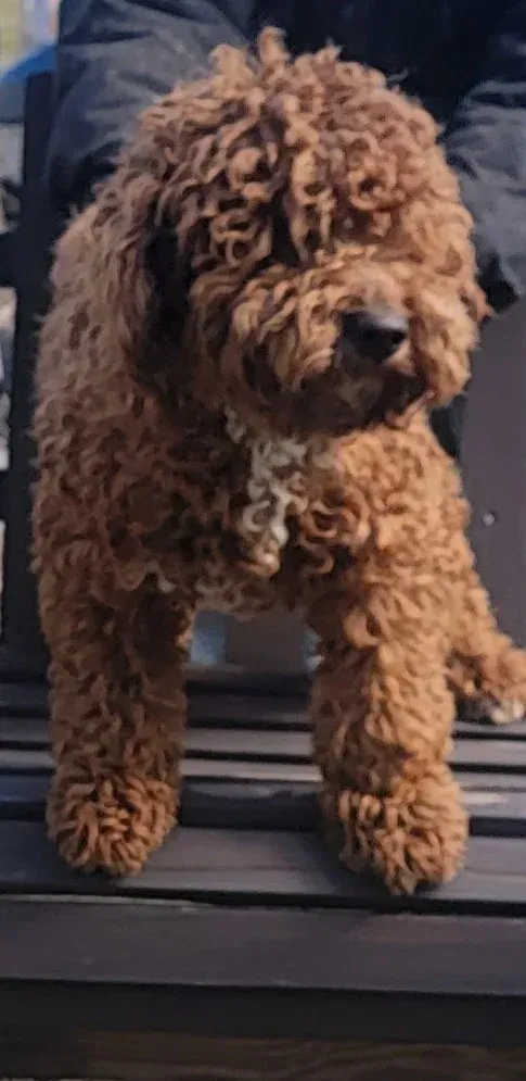 A small brown dog is standing on a wooden bench.