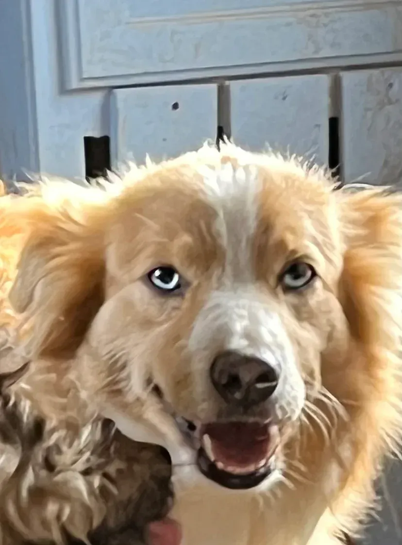 Golden dog with blue eyes and white blaze, mouth open, in front of a light blue wall.