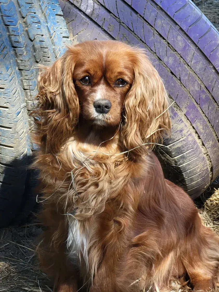 Brown spaniel sitting outdoors on pavement, looking at the camera.