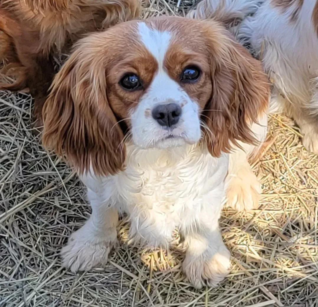 Brown-and-white puppy with floppy ears sitting on straw and looking at the camera