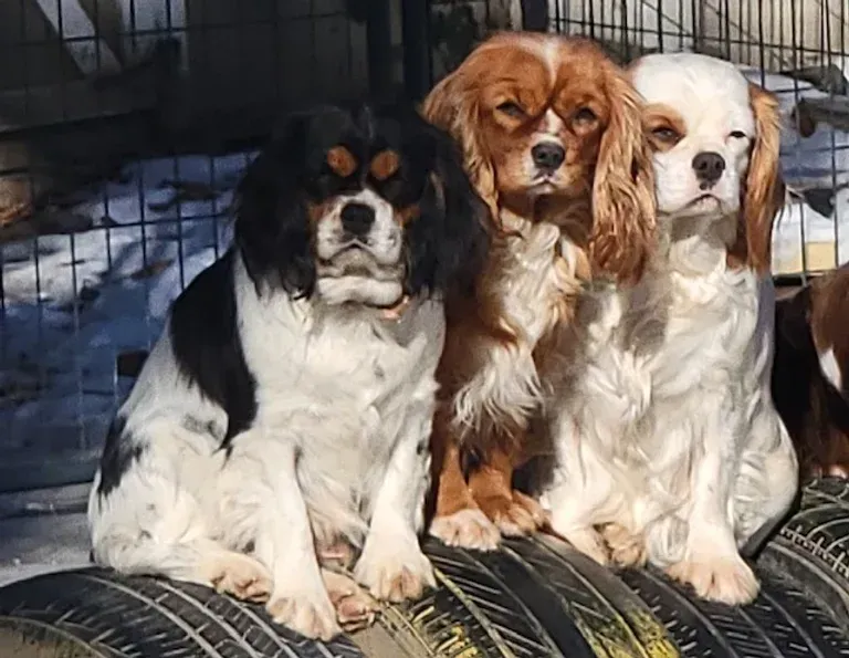 Three Cavalier King Charles Spaniels sitting together in sunlight on a mat, with black, brown, and white coats