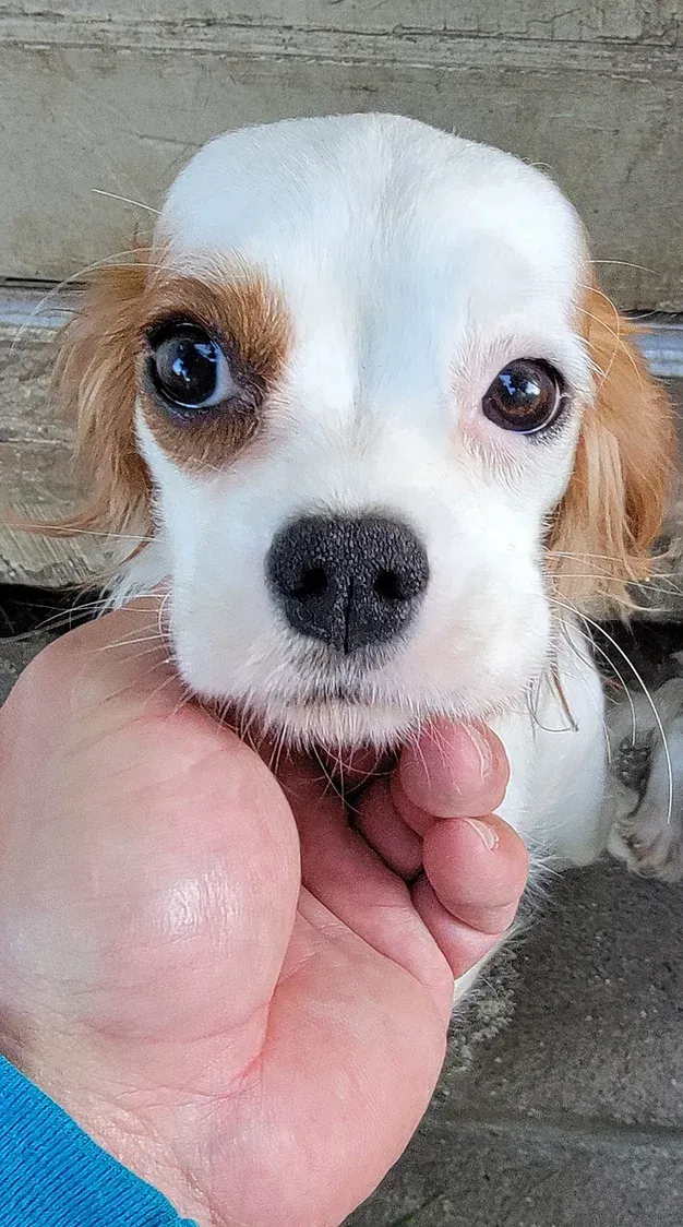 Close-up of a small white-and-brown puppy being gently held under the chin.