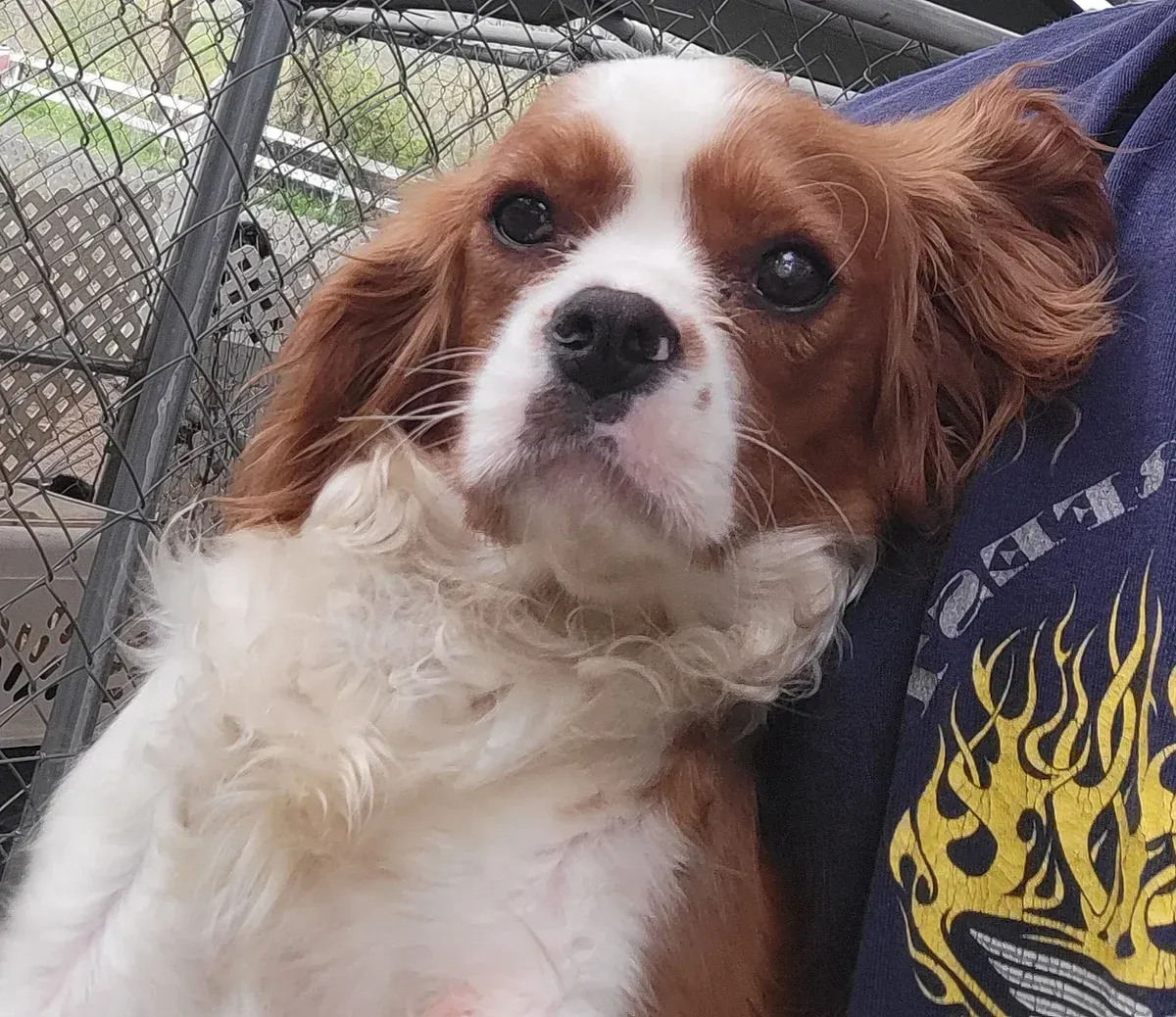 Brown-and-white Cavalier King Charles Spaniel looking at the camera, held outdoors near a chain-link fence.