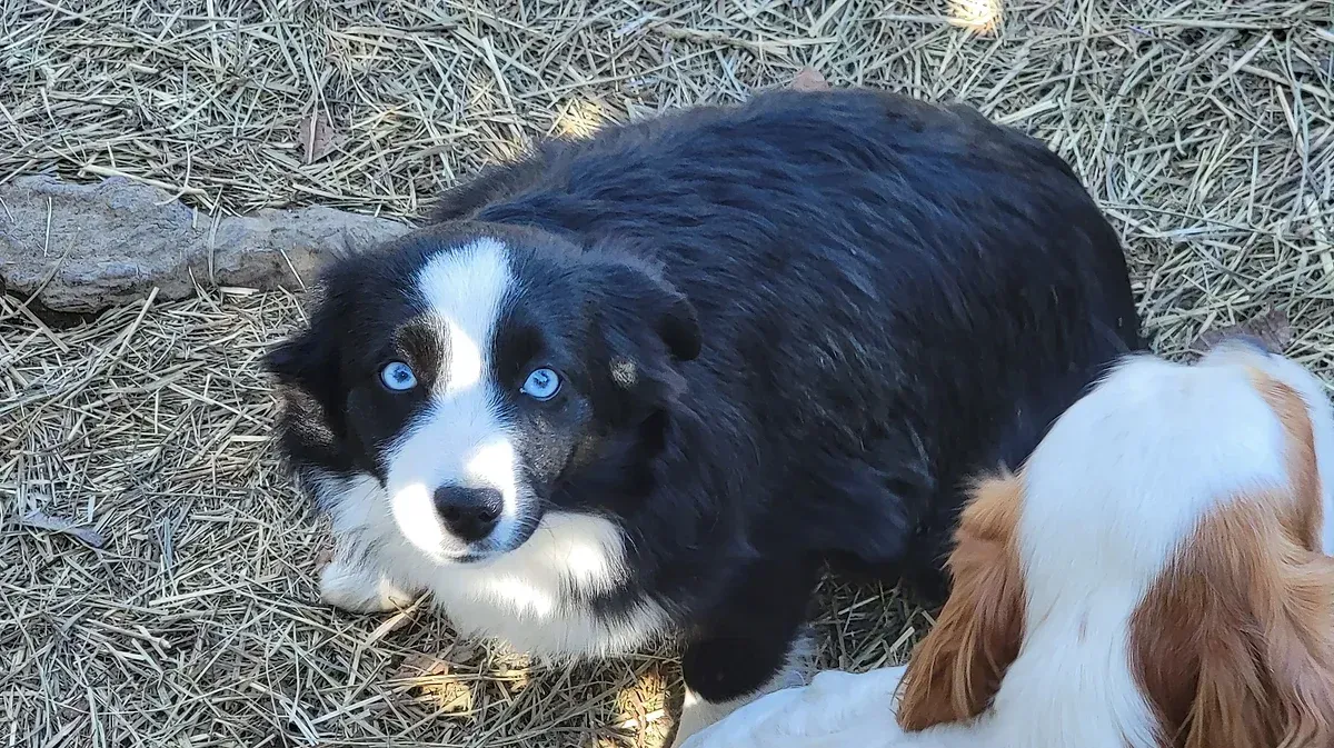 Black-and-white puppy on dry grass looking at the camera, with part of a brown-and-white dog nearby