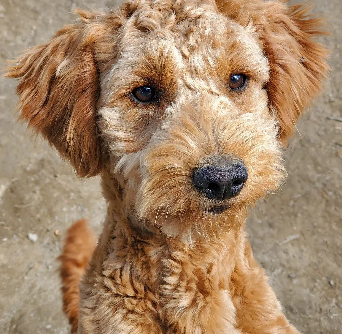 Close-up of a curly brown dog looking at the camera on a sandy ground.