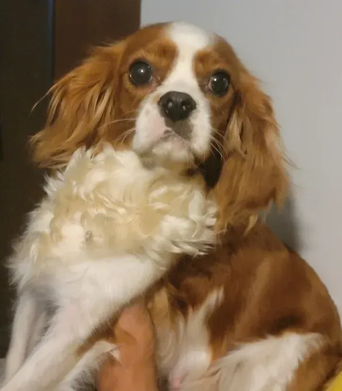 Brown-and-white Cavalier King Charles Spaniel being held up, looking alert with wide eyes.