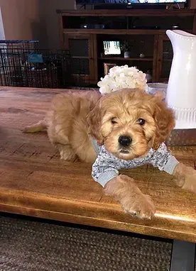 Small fluffy tan puppy in a blue sweater lying on a wooden table in a home living room.