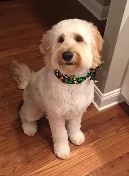 White fluffy dog sitting on a hardwood floor by a wall, wearing a colorful collar.