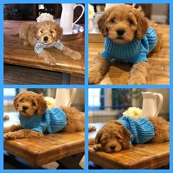 Four photos of a small brown dog in a blue sweater lounging on a wooden table