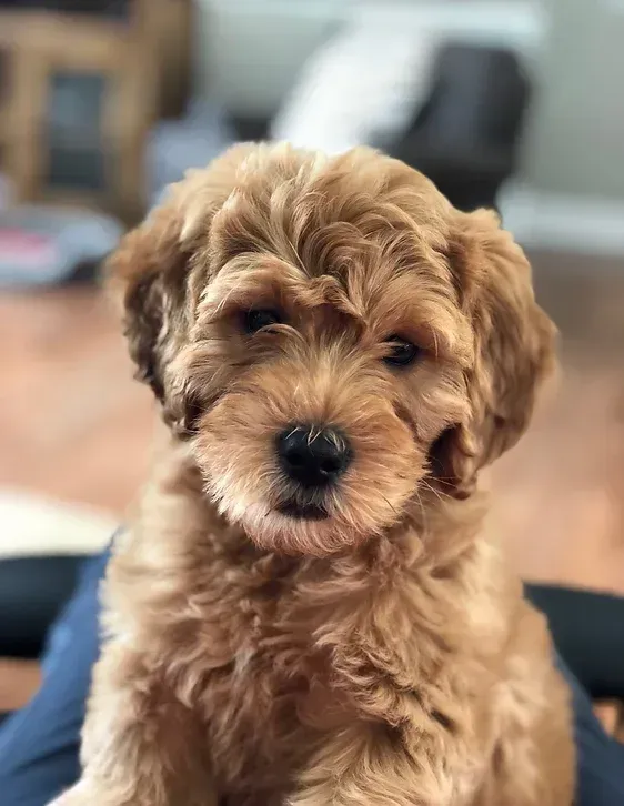 Small fluffy tan puppy sitting indoors with a blurred background, looking at the camera.